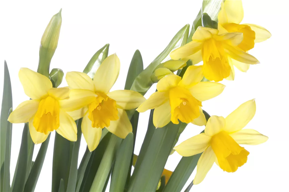 im Topf vorgetrieben Narcissus cyclamineus in Gärtnerqualität von Blumen Eber gelbe kleinblumige Osterglocke Narzisse Tete a Tete 11 cm