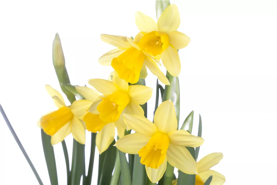 im Topf vorgetrieben Narcissus cyclamineus in Gärtnerqualität von Blumen Eber gelbe kleinblumige Osterglocke Narzisse Tete a Tete 11 cm
