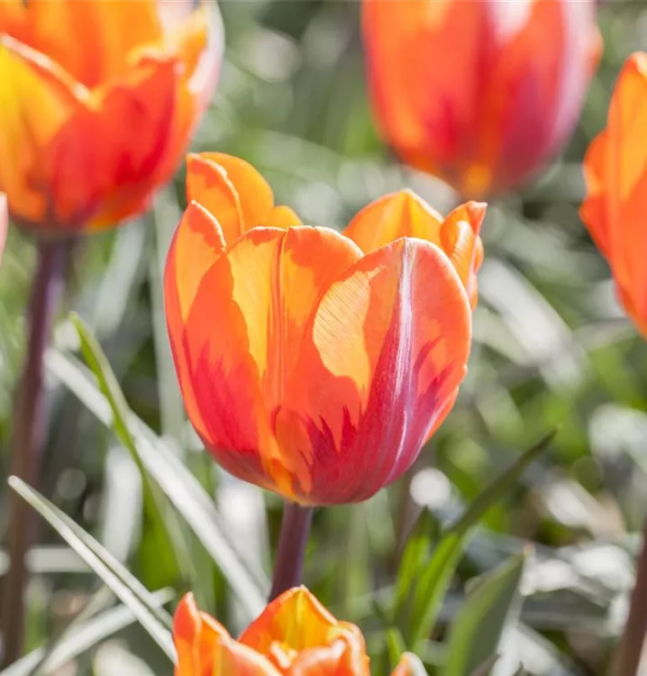 Tulpenstrauß echte Blumen im 30er Bund Pflanzen Kölle Tulpen Princess Irene orange geflammt 