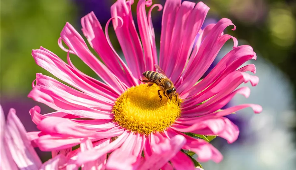 Biene auf Blüte