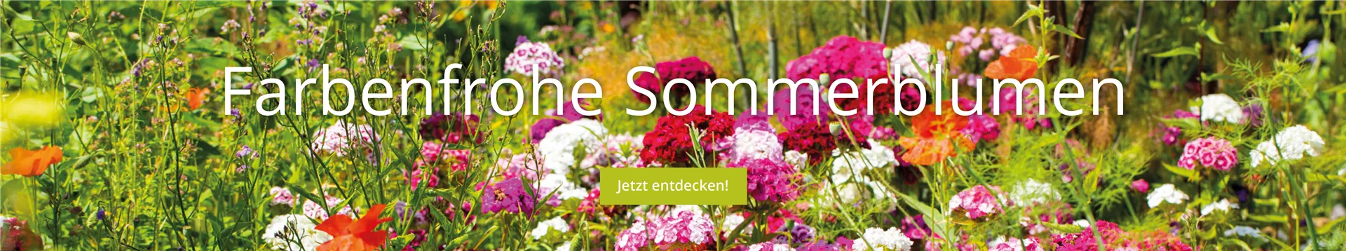 Farbenfrohe-Sommerblumen.png
