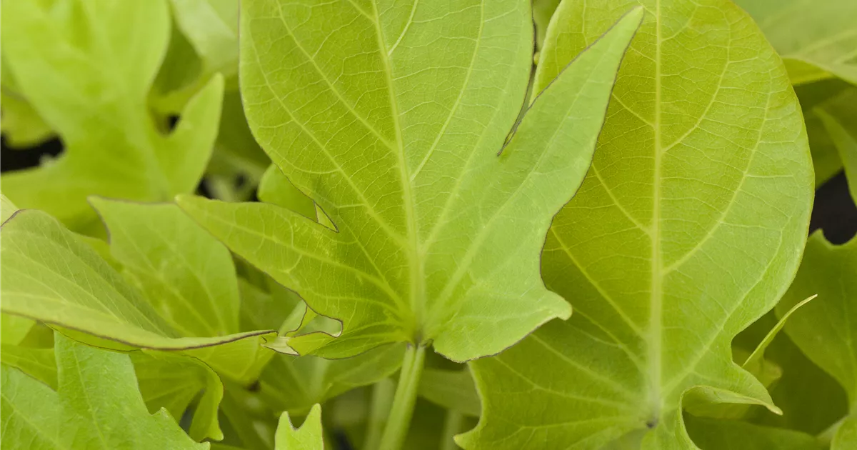 Zier-Süßkartoffel &amp;#39;Autumn&amp;#39;