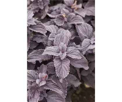 Buntnessel, Coleus 'Black Prince', dunkles Laub