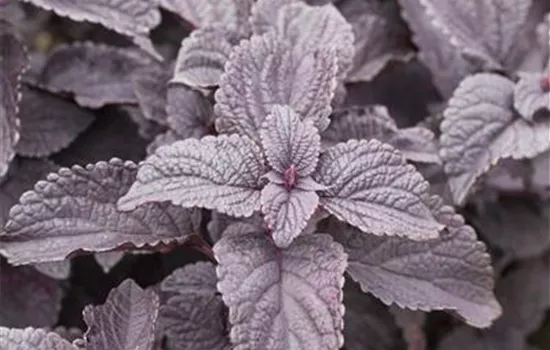 Buntnessel, Coleus 'Black Prince', dunkles Laub