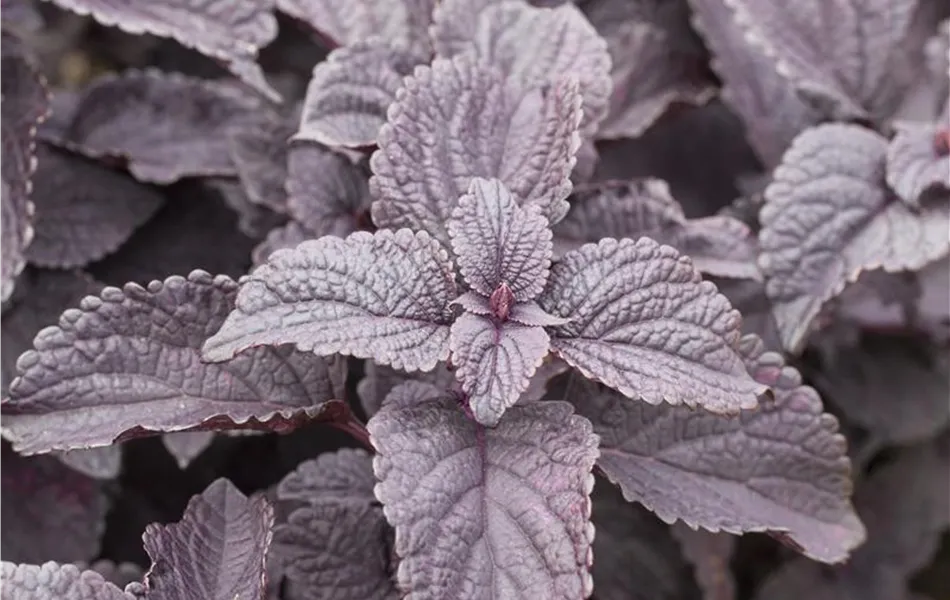 Buntnessel, Coleus 'Black Prince', dunkles Laub
