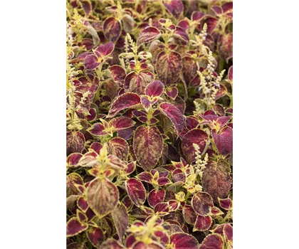 Buntnessel, Coleus 'Dipt in Wine'