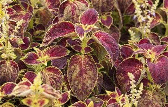 Buntnessel, Coleus 'Dipt in Wine'