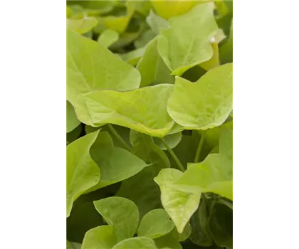 Zier-Süßkartoffel 'Lemon Heart'