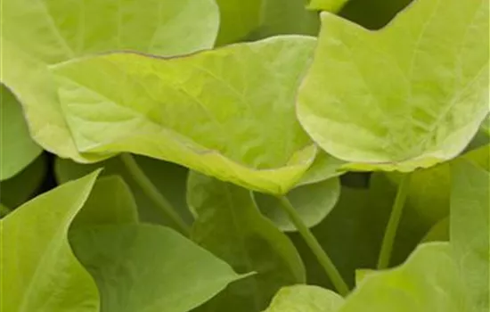 Zier-Süßkartoffel 'Lemon Heart'