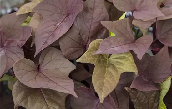 Zier-Süßkartoffel 'Bronce Heart'