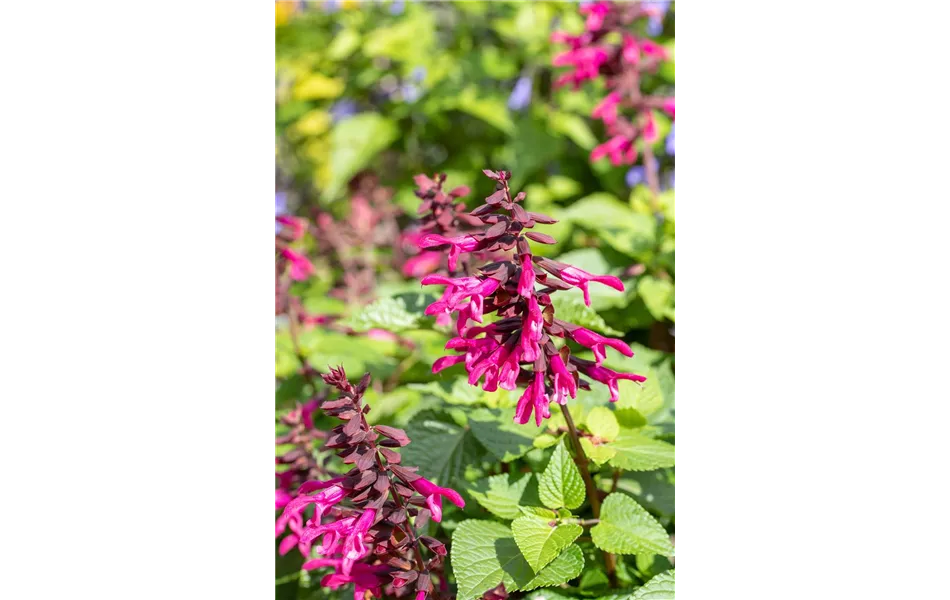 Ziersalbei ROCKIN 'Fuchsia' Ziersalbei ROCKIN 'Fuchsia'