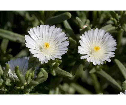 Mittagsblume Wheels of Wonder® 'White Wonder' Mittagsblume Wheels of Wonder® 'White Wonder'