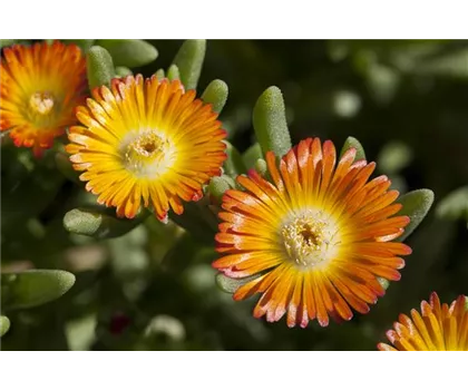 Mittagsblume 'Wheels of Wonder'® Orange Wonder