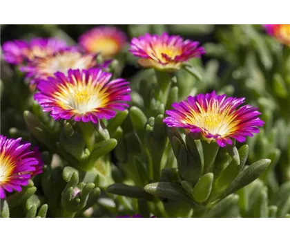 Mittagsblume Wheels of Wonder® 'Purple Wonder' Mittagsblume Wheels of Wonder® 'Purple Wonder'