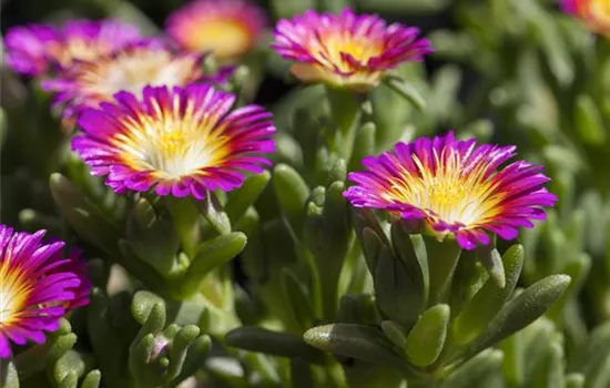 Mittagsblume Wheels of Wonder® 'Purple Wonder' Mittagsblume Wheels of Wonder® 'Purple Wonder'