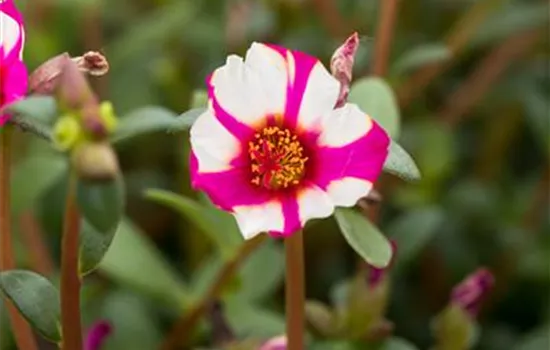 Portulak 'Purple Cross' Portulak 'Purple Cross'