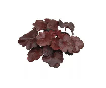 Heuchera 'Galaxy'