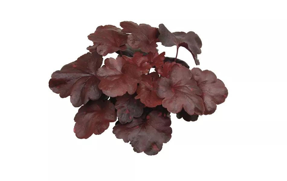 Heuchera 'Galaxy'