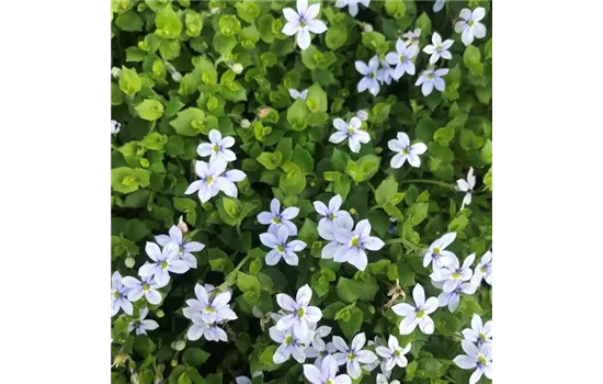 Garten-Scheinlobelie 'Blue Star' Garten-Scheinlobelie 'Blue Star'