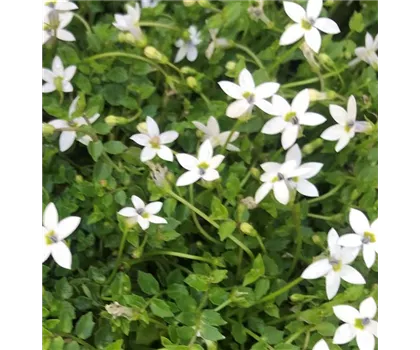 Garten-Scheinlobelie 'White Star'