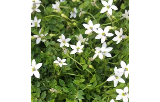 Garten-Scheinlobelie 'White Star'