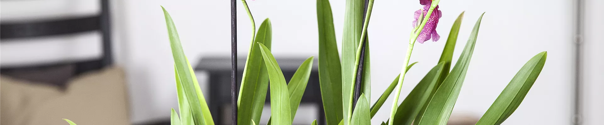 GS426270.JPG GS426270.JPG