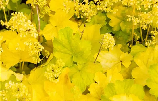 Heuchera "Little Cuties - Blondie in Lime" Heuchera "Little Cuties - Blondie in Lime"