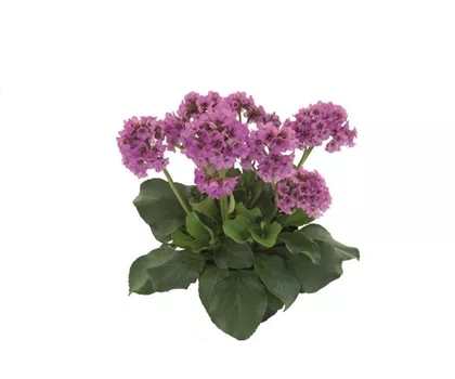 Bergenia 'Abendkristall' Bergenia 'Abendkristall'
