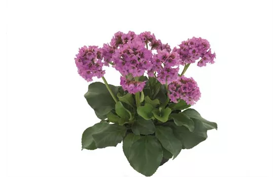 Bergenia 'Abendkristall' Bergenia 'Abendkristall'