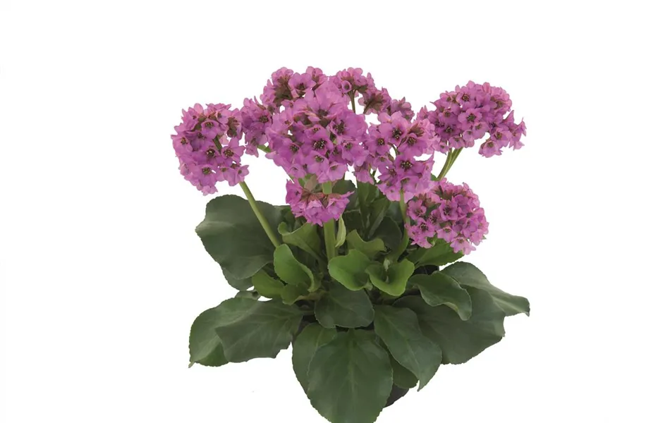 Bergenia 'Abendkristall'