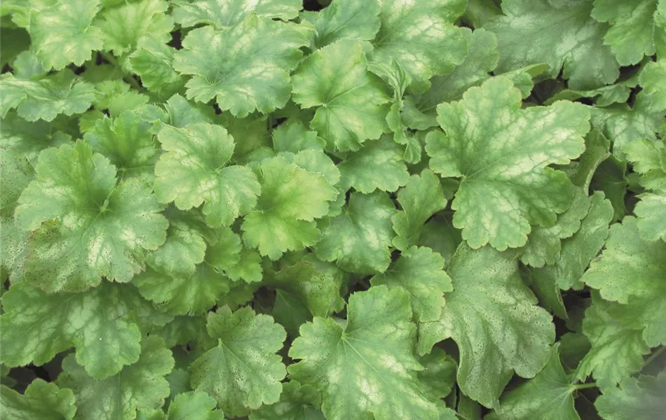 Heuchera 'Strawberry Swirl'