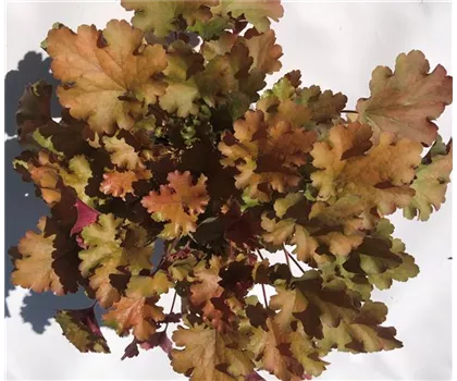 Heuchera "Amberous" Heuchera "Amberous"