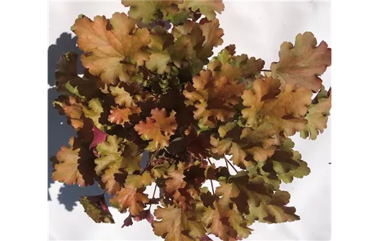 Heuchera "Amberous"