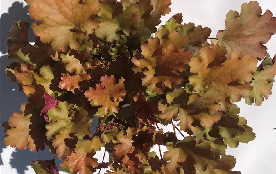 Heuchera "Amberous" Heuchera "Amberous"