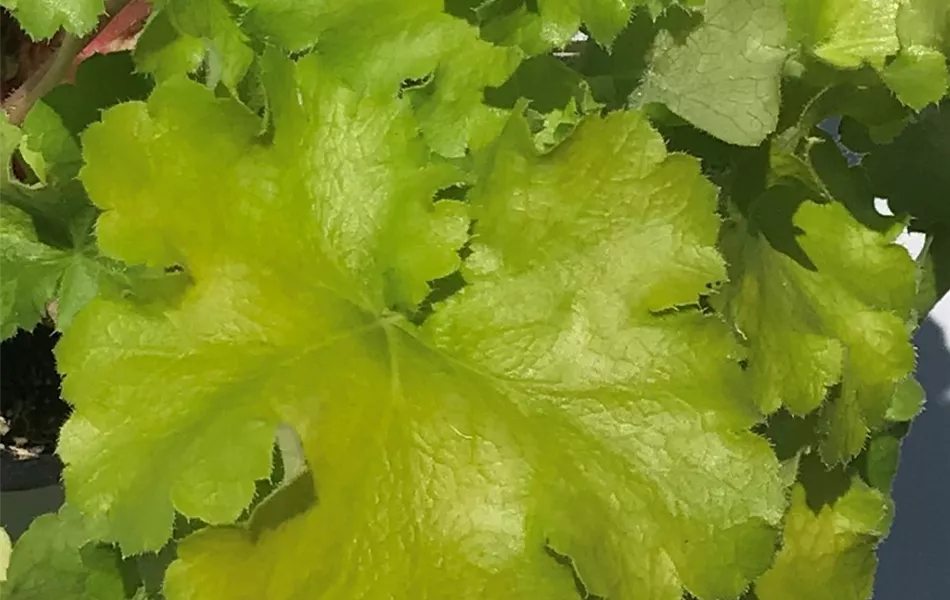 Heuchera "Lemon Supreme"