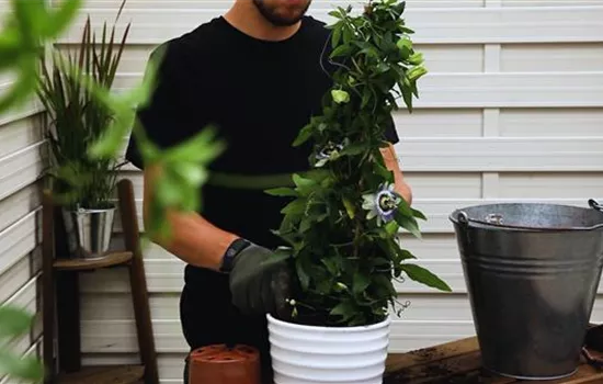 Passionsblume - Einpflanzen in ein Gefäß Passionsblume - Einpflanzen in ein Gefäß