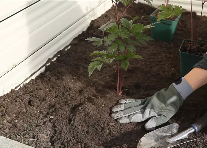 Silberkerze - Einpflanzen im Garten