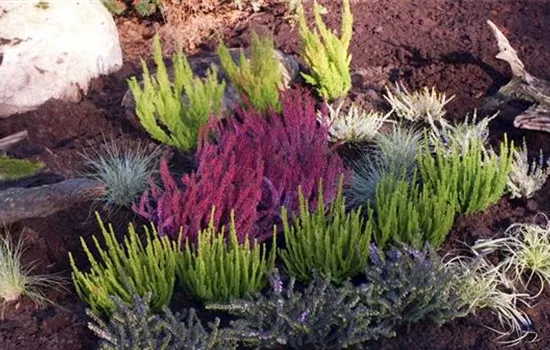 Ein Heidebeet anlegen Ein Heidebeet anlegen