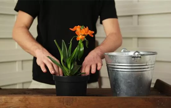 Milchstern - Einpflanzen in ein Gefäß