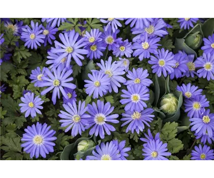 Anemonen – zarte Windröschen im Garten