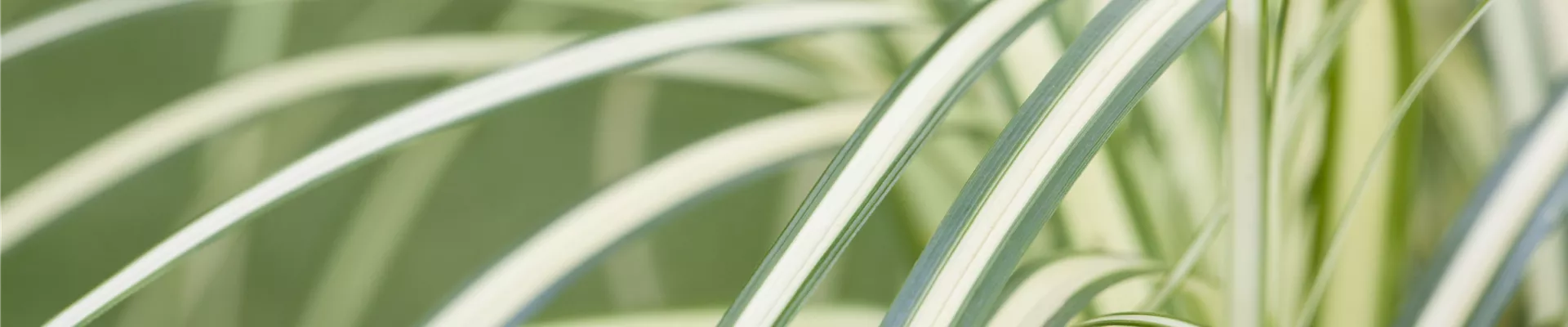 GS534644.jpg GS534644.jpg