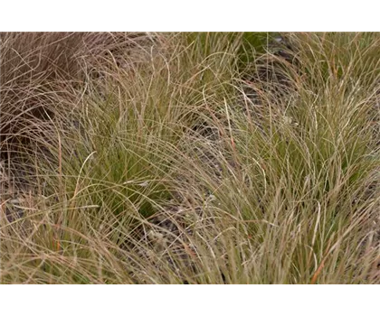 Carex Prairie Fire Carex Prairie Fire