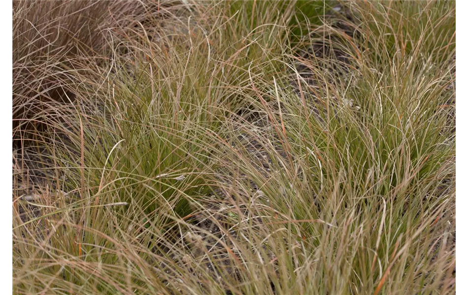 Carex Prairie Fire Carex Prairie Fire