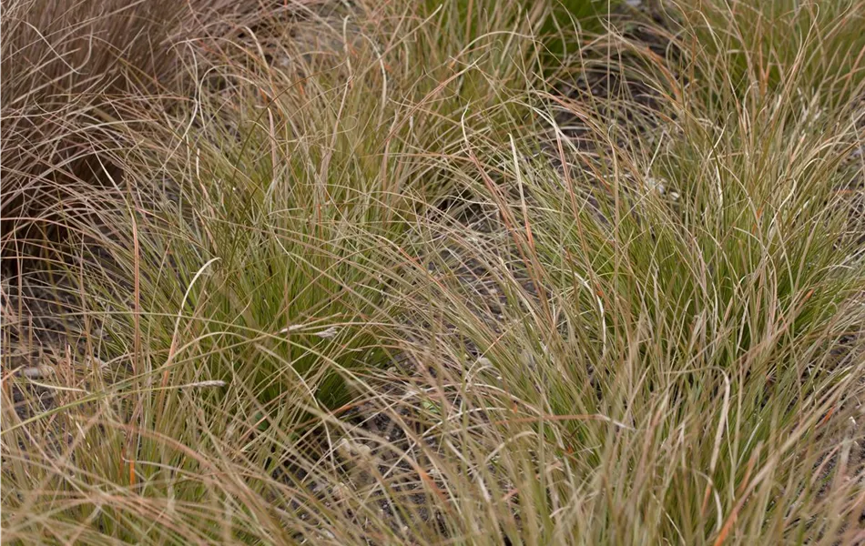 Carex testacea 'Prairie Fire'