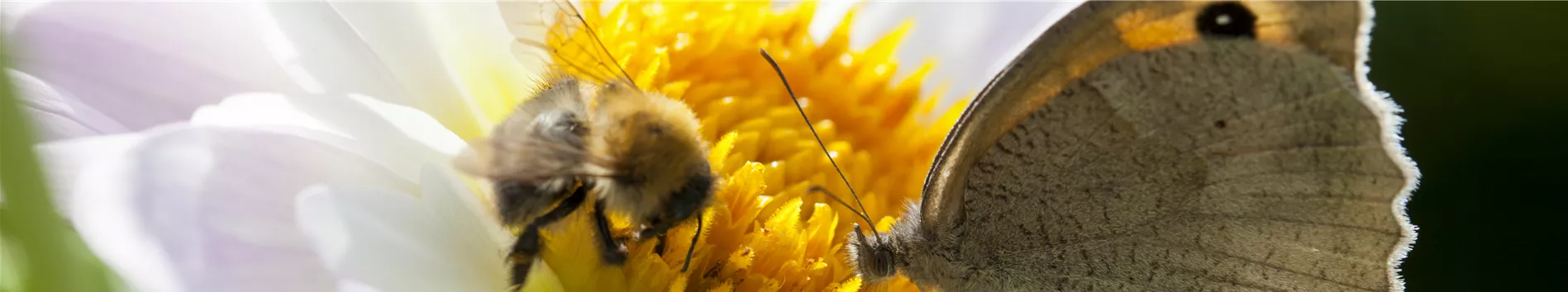 Insektenweide