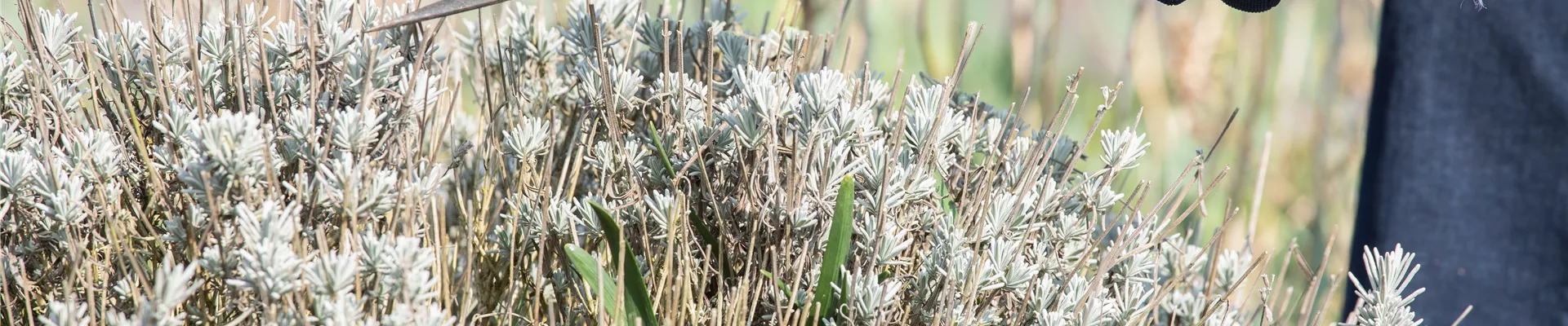 GS620150.jpg GS620150.jpg