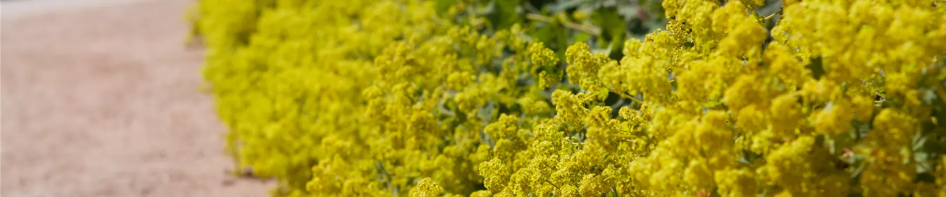 GS409562.jpg GS409562.jpg