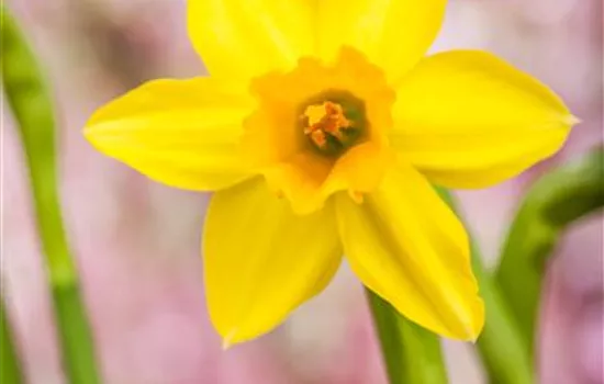 Narzissen – Frühling im Garten Narzissen – Frühling im Garten