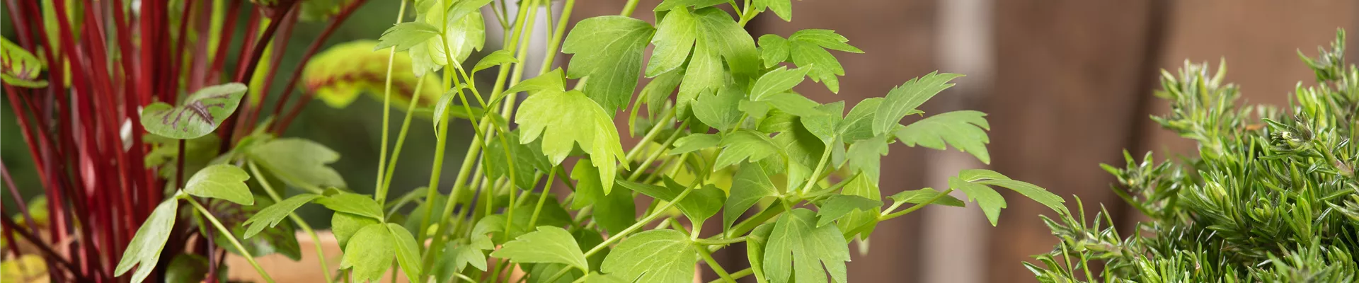 GS613918.jpg GS613918.jpg