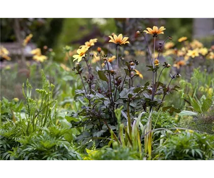 Der Boden im Blumenbeet: Vorbereitung und Pflege